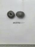 Click for 1 image(s) for this accession. FRUIT